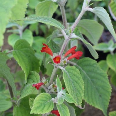 Colquhounia coccinea 2 Litre