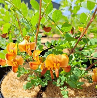 Colutea Copper Beauty 3 Litre