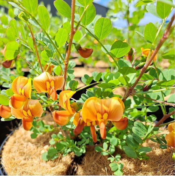 Colutea Copper Beauty 3 Litre