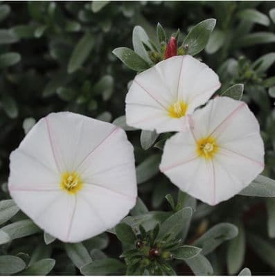Convolvulus cneorum 3 Litre