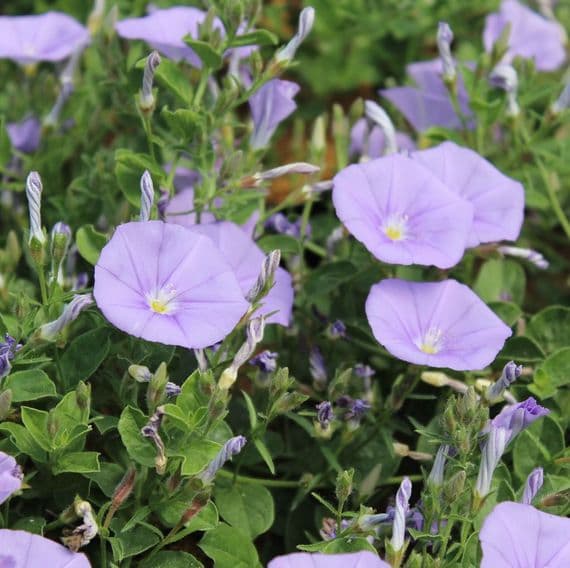 Convolvulus mauritanicus 3 Litre