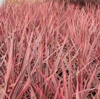 Cordyline australis Charlie Boy