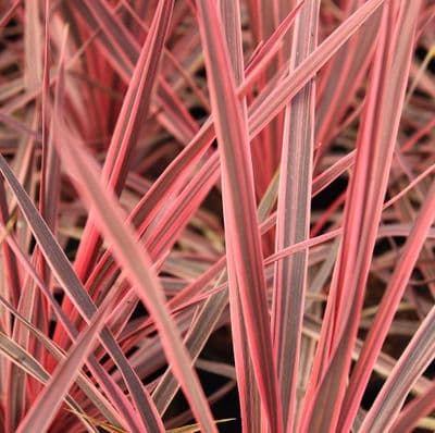 Cordyline australis Charlie Boy