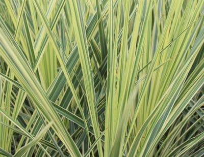 Cordyline australis Lime Passion