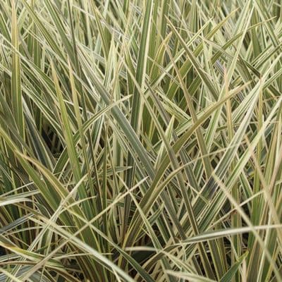 Cordyline australis Torbay Dazzler 3 Litre