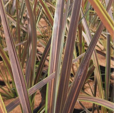 Cordyline banksii Electric Star x 3 Litre