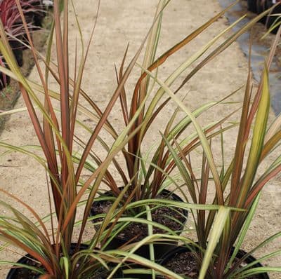 Cordyline Cha Cha x 3 Litre