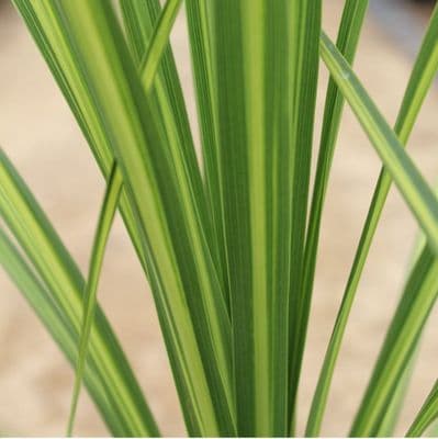 Cordyline Jive x 3 Litre