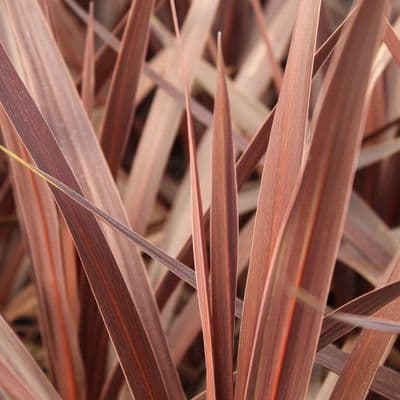 Cordyline Red Star 3 Litre