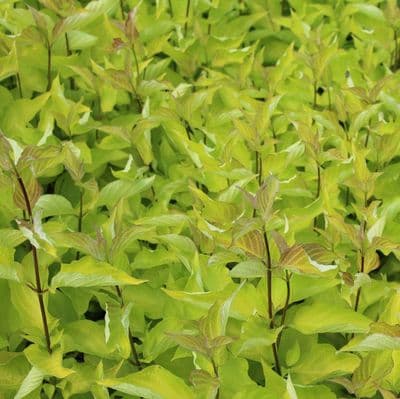 Cornus alba Aurea 3 Litre