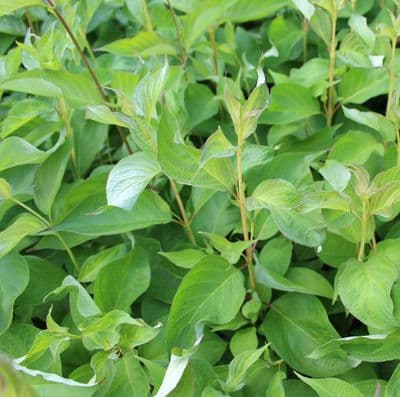 Cornus alba Baton Rouge 3 Litre