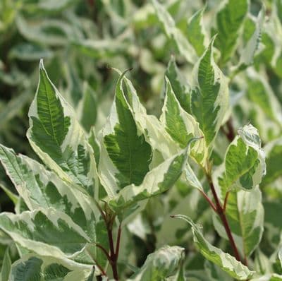 Cornus alba Elegantissima 3 Litre