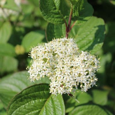 Cornus alba Siberian Pearls 3 Litre