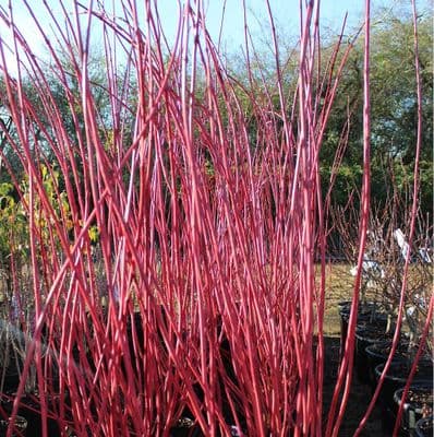 Cornus alba Sibirica 3 Litre