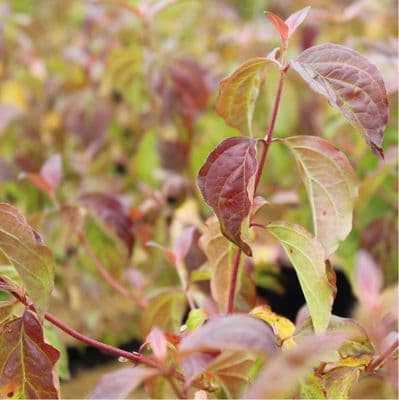 Cornus sanguinea Magic Flame 3 Litre