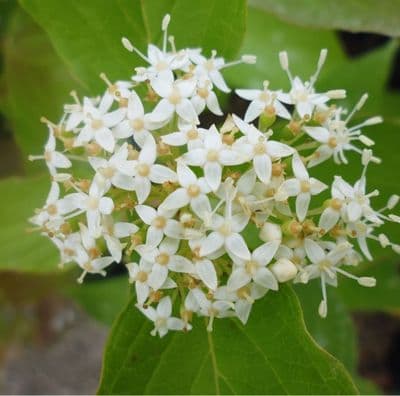 Cornus sericea Cardinal 3 Litre