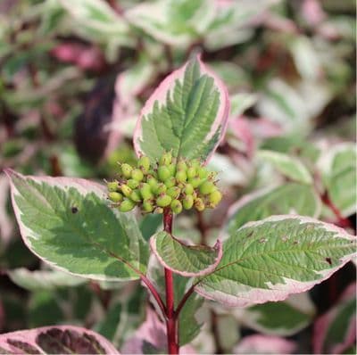 Cornus Sibirica Variegata 3 Litre