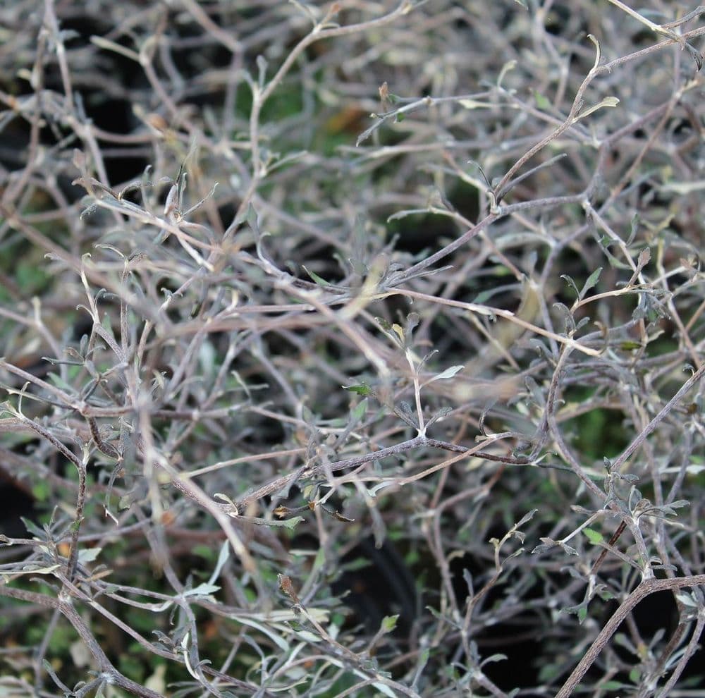 Corokia Cotoneaster 3 Litre