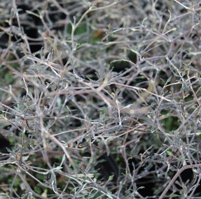 Corokia Cotoneaster 3 Litre