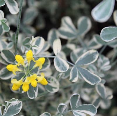 Coronila glauca Variegata 3 Litre