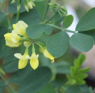 Coronilla glauca Citrina 3 Litre