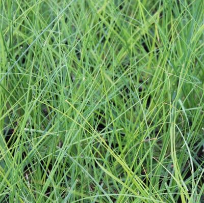 Cortaderia selloana Pumila 3 Litre