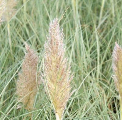 Cortaderia selloana Silver Goblin 3 Litre