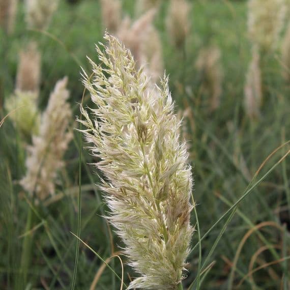 Cortaderia Tiny Pampa 3 Litre