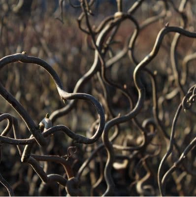 Corylus avellana Contorta 3 Litre