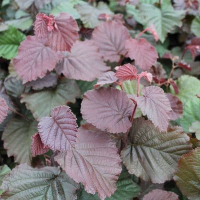 Corylus maxima Purpurea 3 Litre