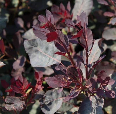 Cotinus coggygria Dusky Maiden 3 Litre