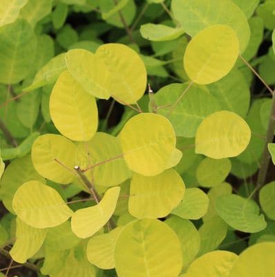 Cotinus coggygria Golden Lady 3 Litre