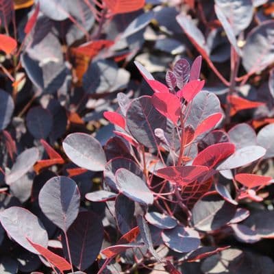 Cotinus coggygria Lilla 3 Litre