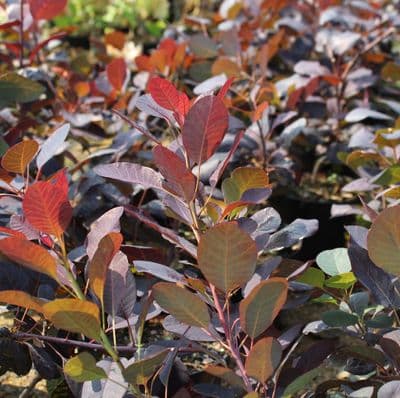 Cotinus coggygria Royal Purple x 3 Litre