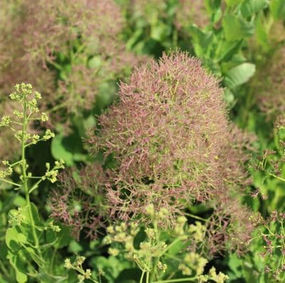 Cotinus coggygria Young Lady 3 Litre