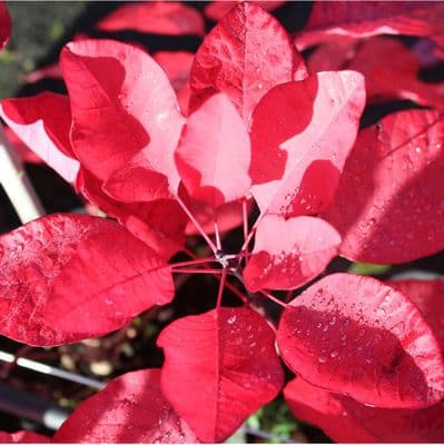 Cotinus Dummeri Grace 3 Litre