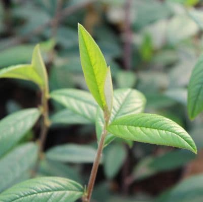 Cotoneaster Cornubia 3 Litre