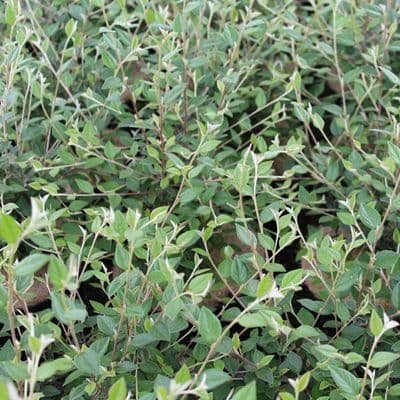 Cotoneaster Franchetti