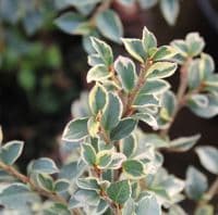 Cotoneaster horizontalis Variegata 3 Litre