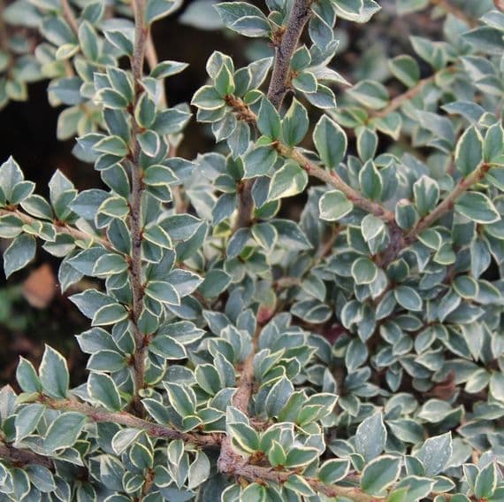Cotoneaster horizontalis Variegata 3 Litre