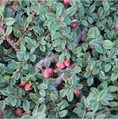 Cotoneaster Queen of Carpets