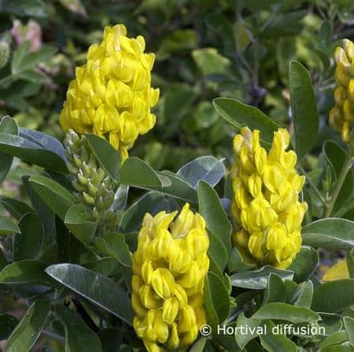 Cytisus Battandieri 3 Litre