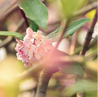 Daphne bholua Jacqueline Postill 3 Litre
