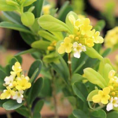 Daphne gemmata Royal Crown 2 Litre