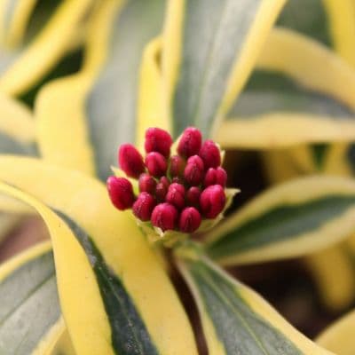 Daphne odora Rebecca 2 Litre