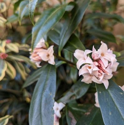 Daphne Perfume Princess 2 Litre