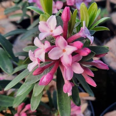 Daphne × transatlantica Pink Fragrance 2 Litre