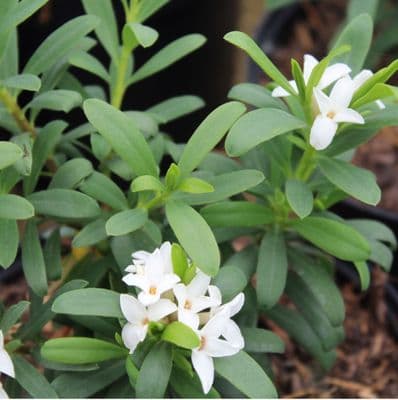 Daphne x transatlantica Eternal Fragrance 2 Litre