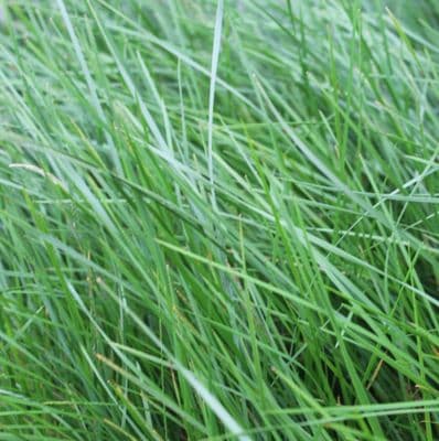 Deschampsia Golden Dew 2 Litre