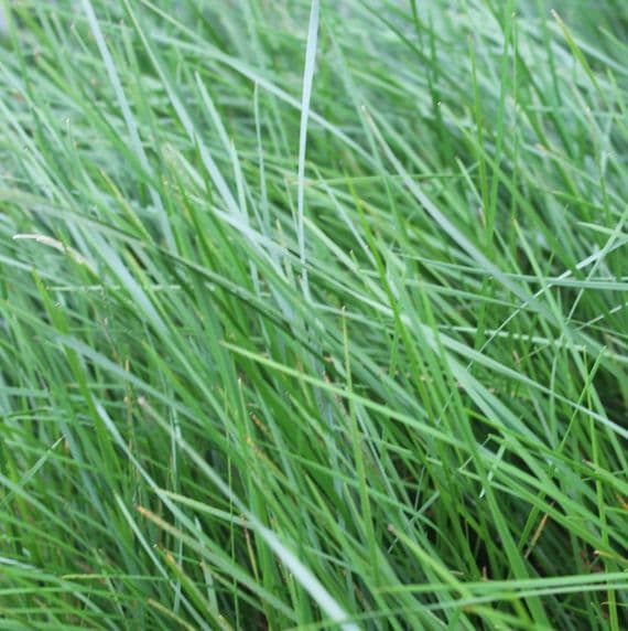 Deschampsia Golden Dew 2 Litre